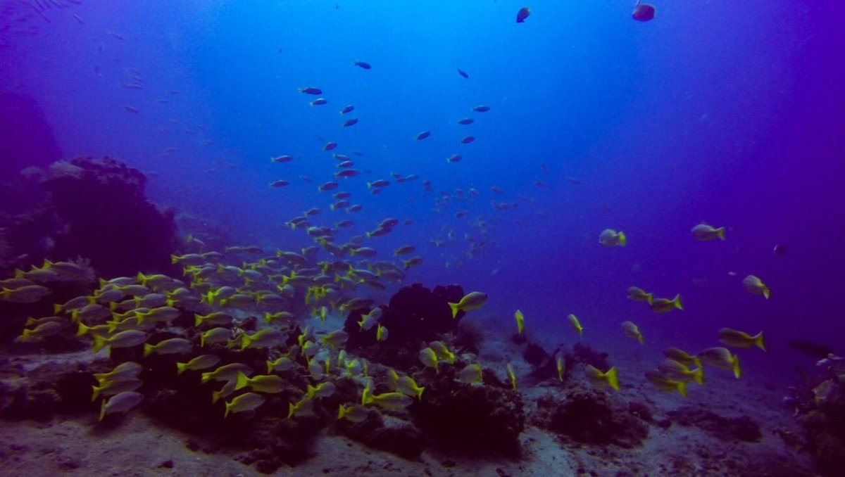 Podmořský svět na pobřeží Amedu a Tulambenu