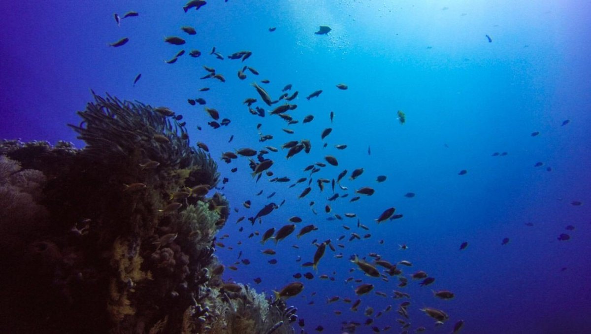 Podmořský svět na pobřeží Amedu a Tulambenu