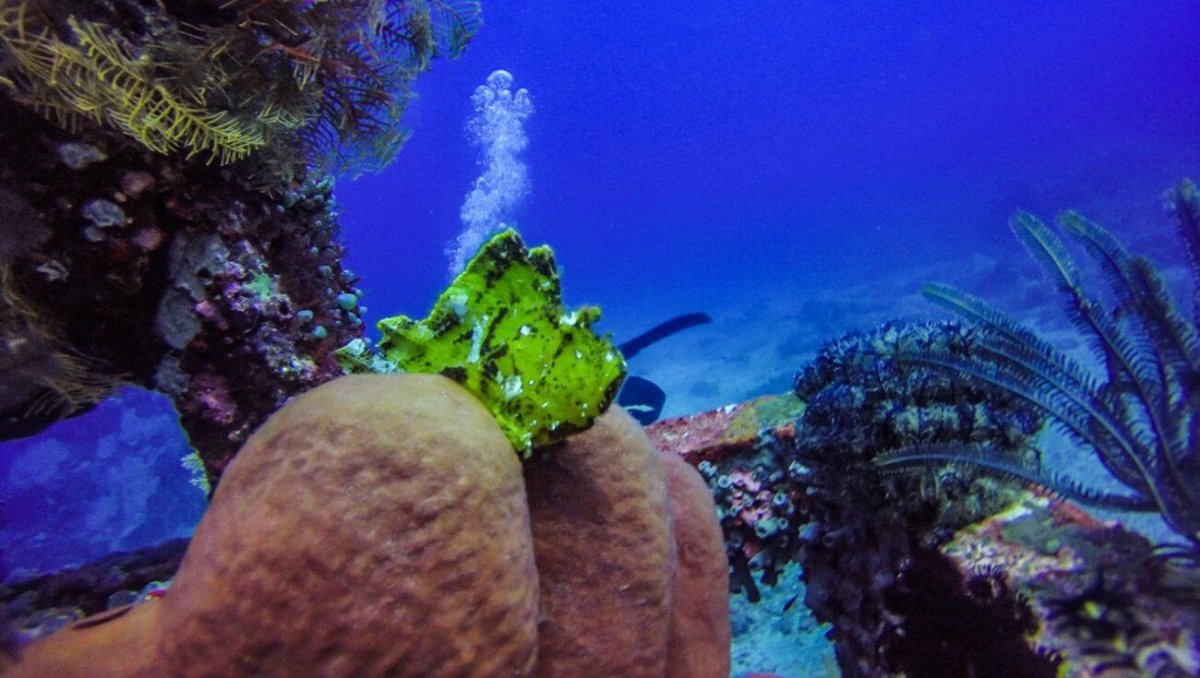 Leaf fish co vypadá, že vypouští bubliny. Ve skutečnosti je v pozadí schovaná Ivetka.