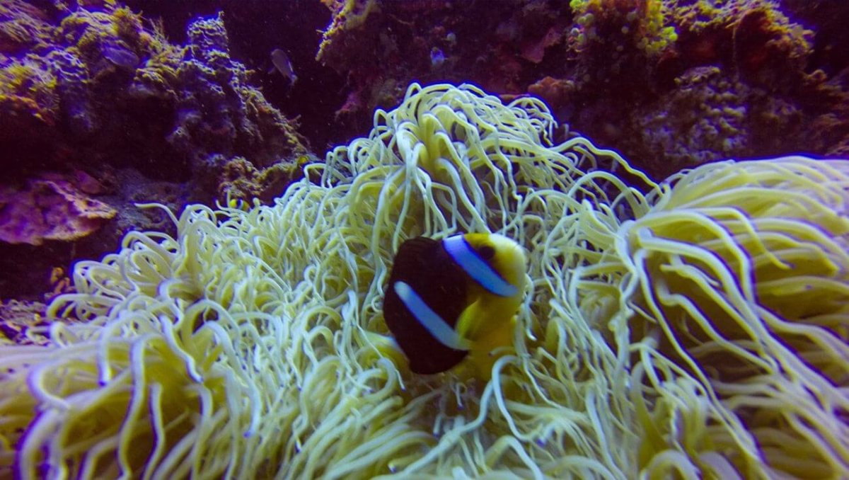 Že jsem klaun neznamená, že tu jsem pro zábavu, koukejte mazat z mojí ložnice!