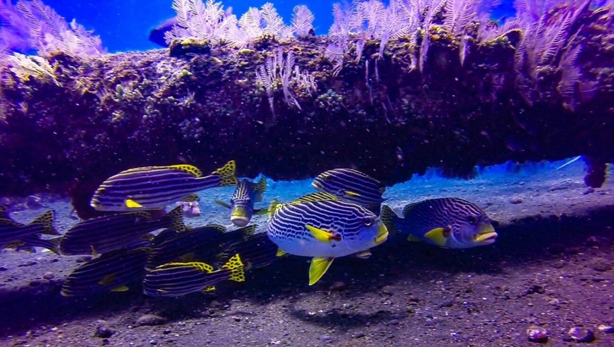 Podmořský svět na pobřeží Amedu a Tulambenu