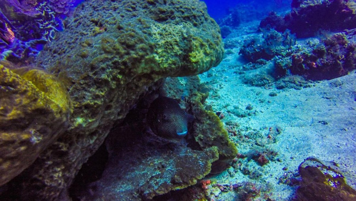 Podmořský svět na pobřeží Amedu a Tulambenu