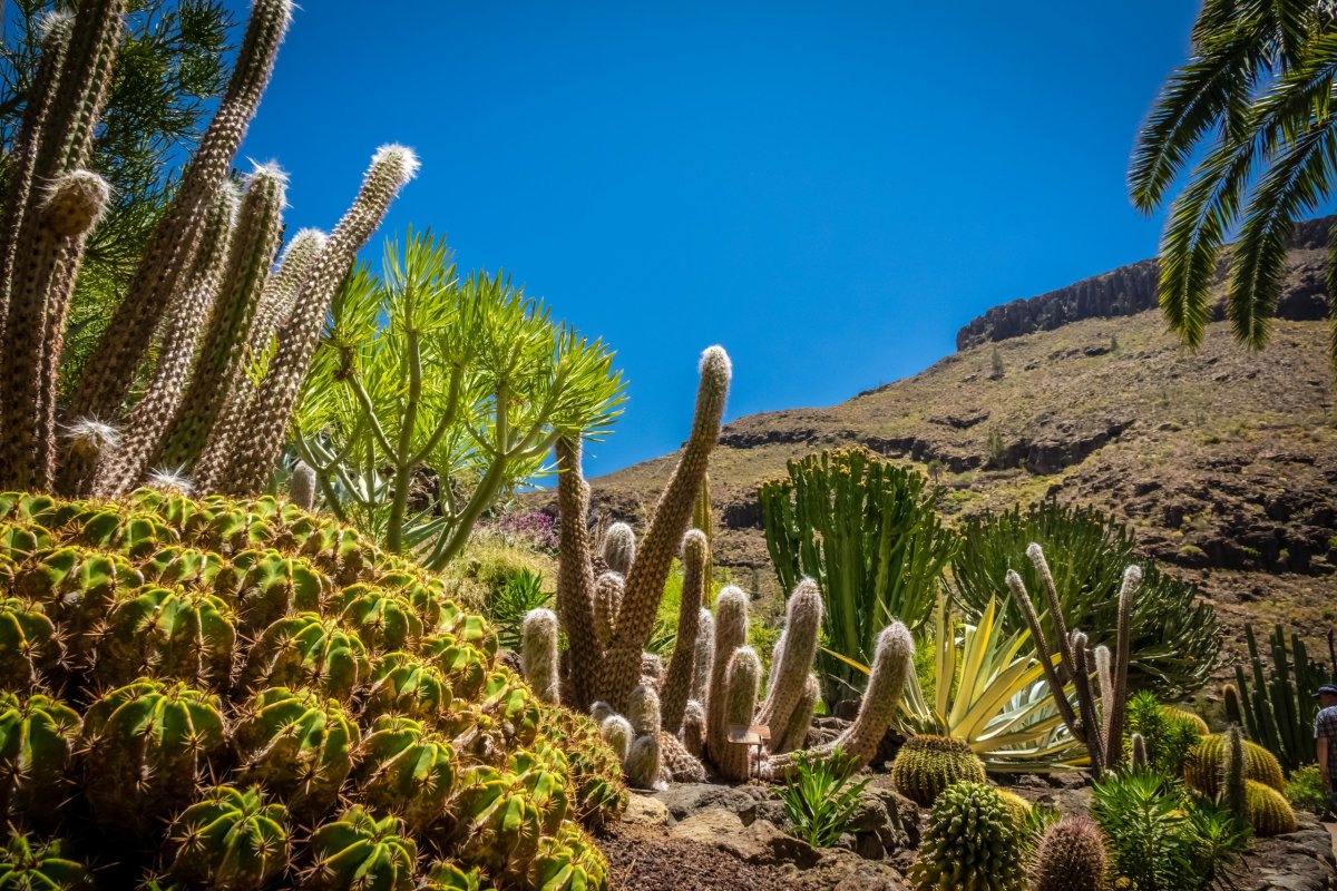 Kaktusová zahrada