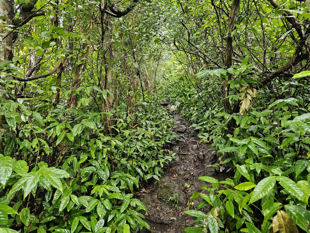 Piton du Canot, stezka lesem
