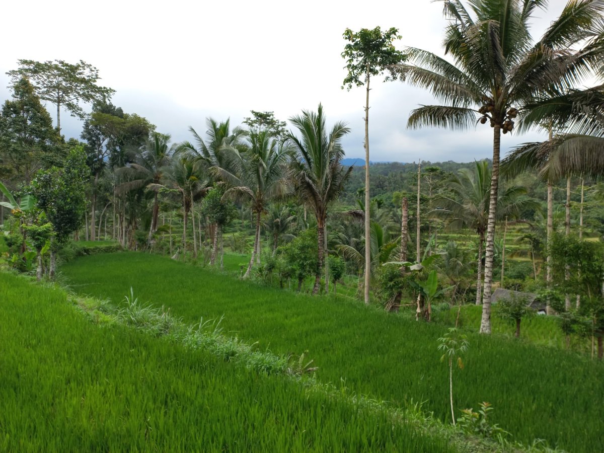 Moni, Flores, indonésie
