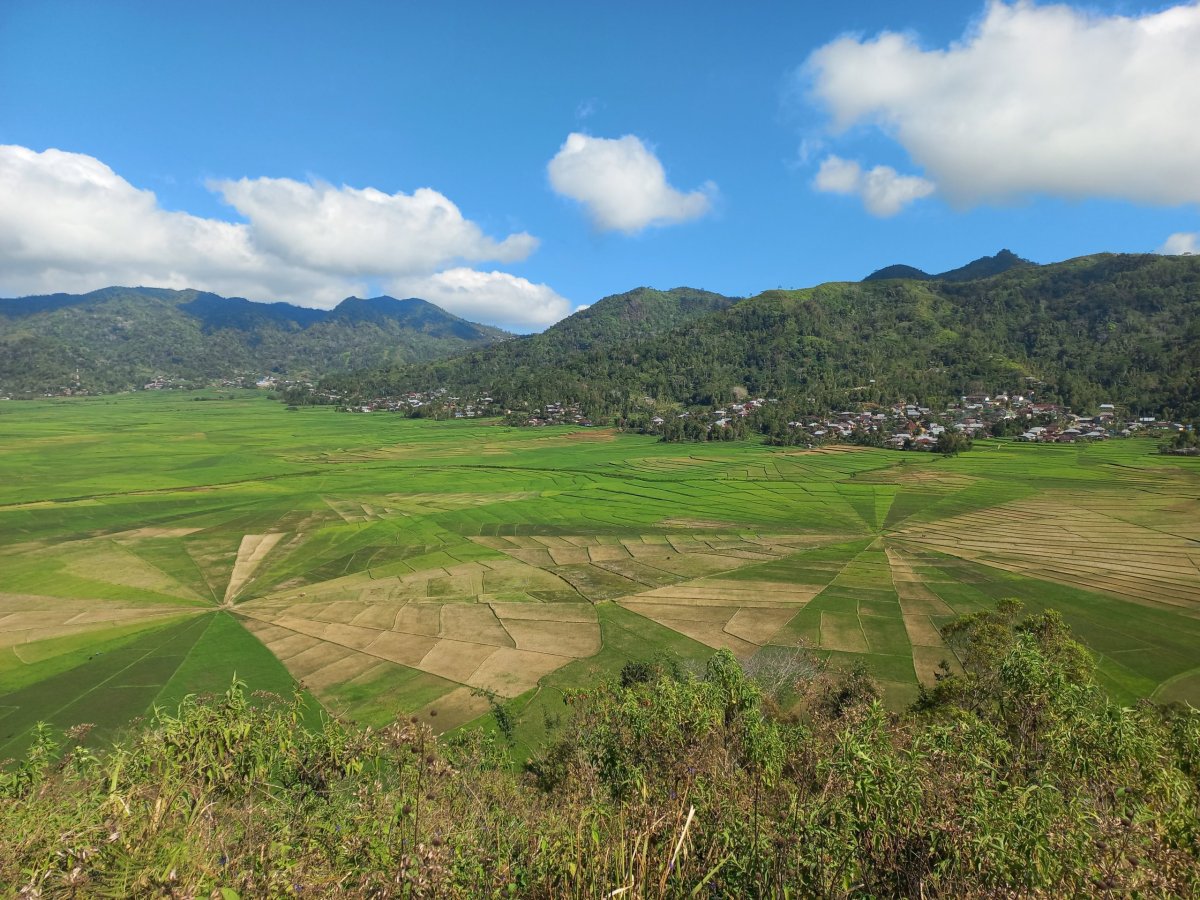Pavučinová rýžová pole, Flores, Indonésie