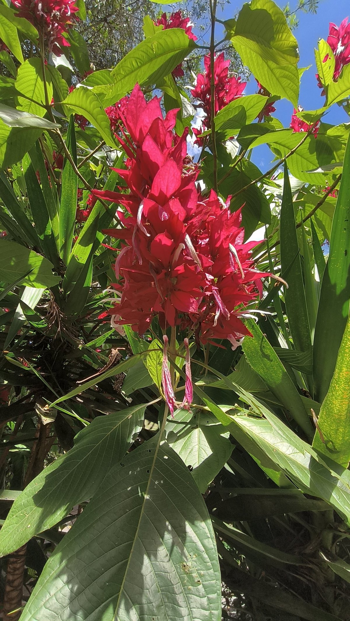 Flóra v plantáži La Azotea