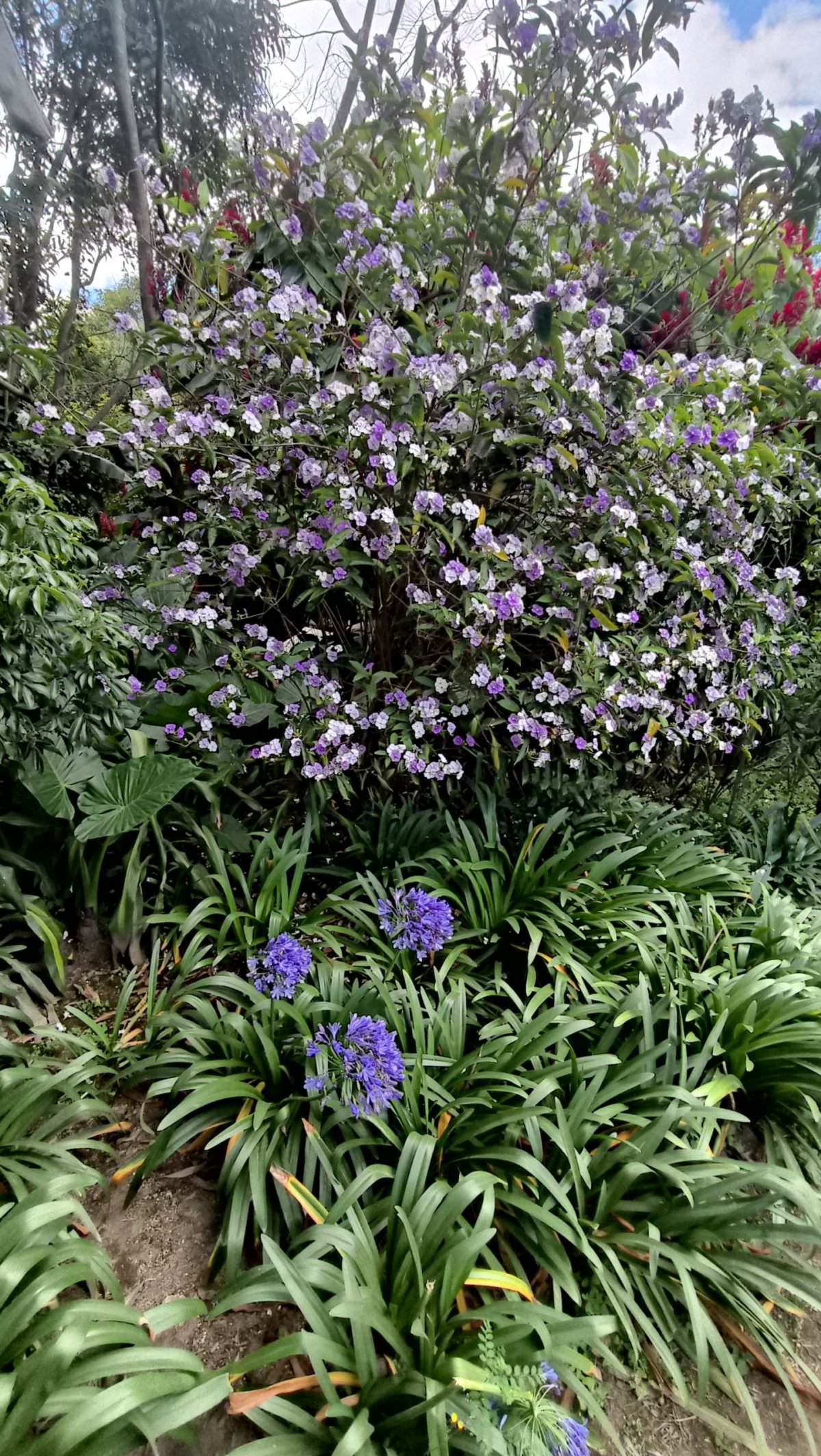 Flóra v plantáži La Azotea