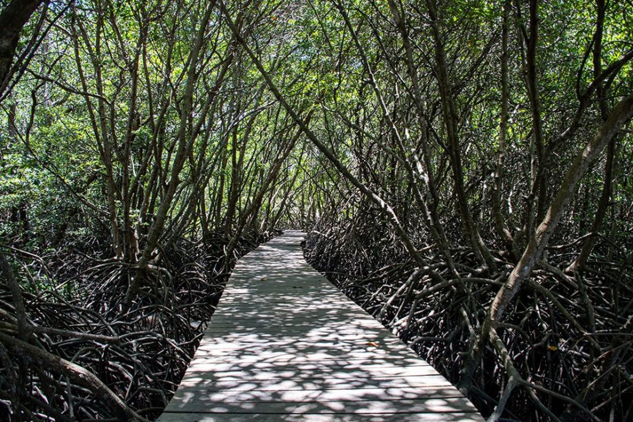 Mangrový les u Denpasaru
