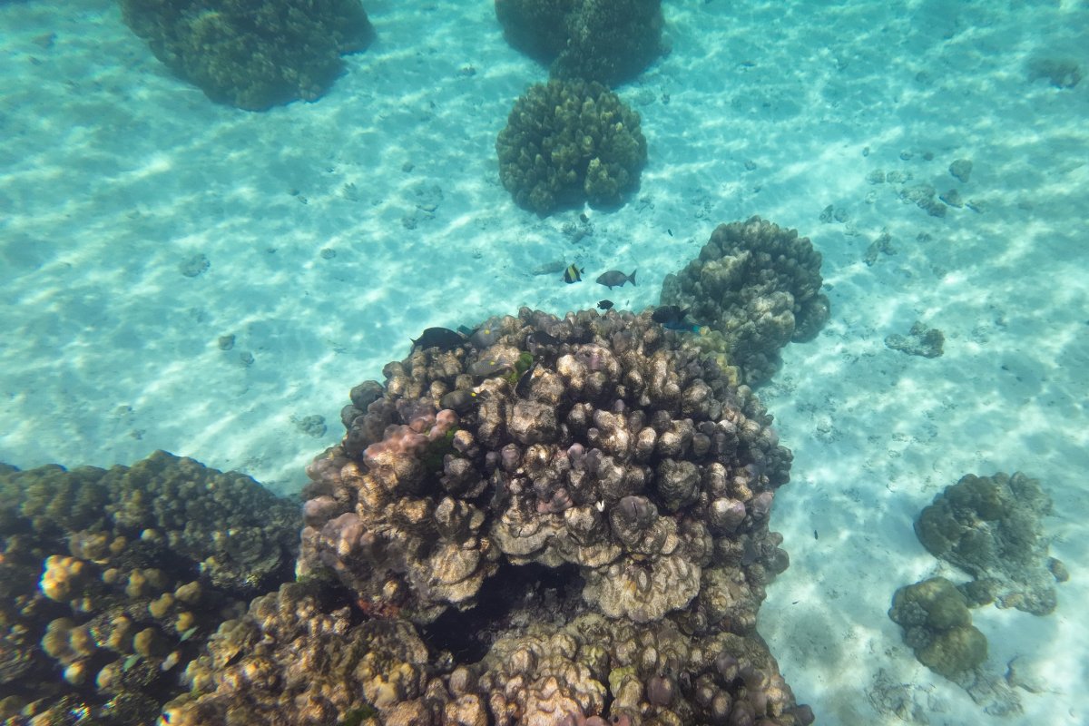 Ostrovy Haa a Rok pod vodou