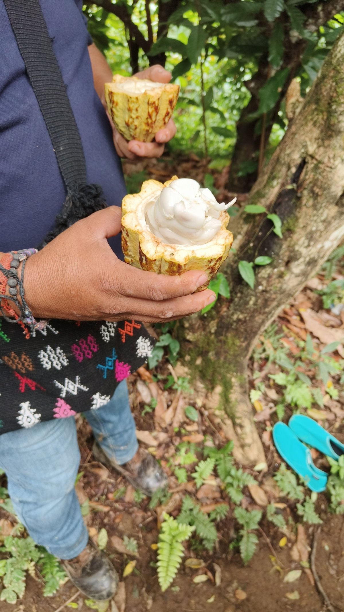 Na exkurzi na kakaové plantáži