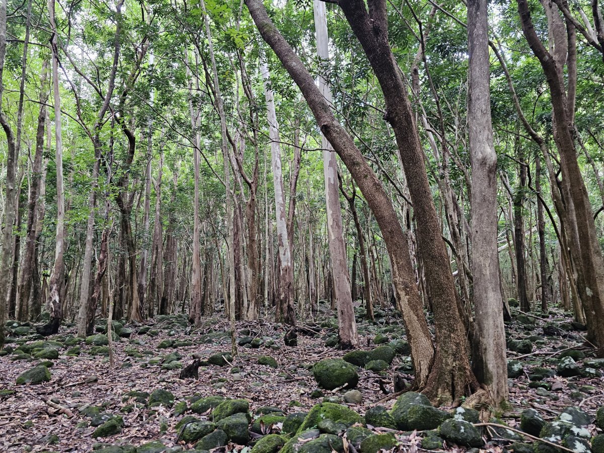 Black River Gorges NP