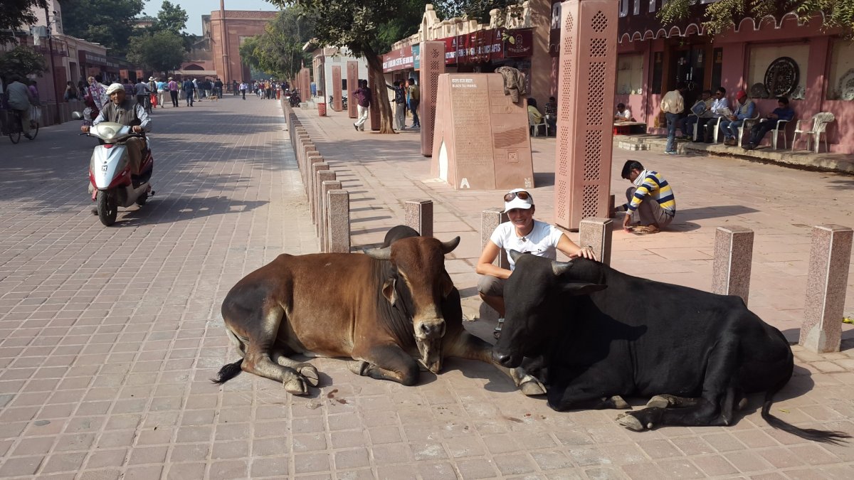 Krávy cestou do Taj Mahalu