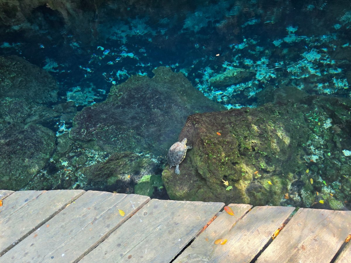 Želvičky v Gran Cenote
