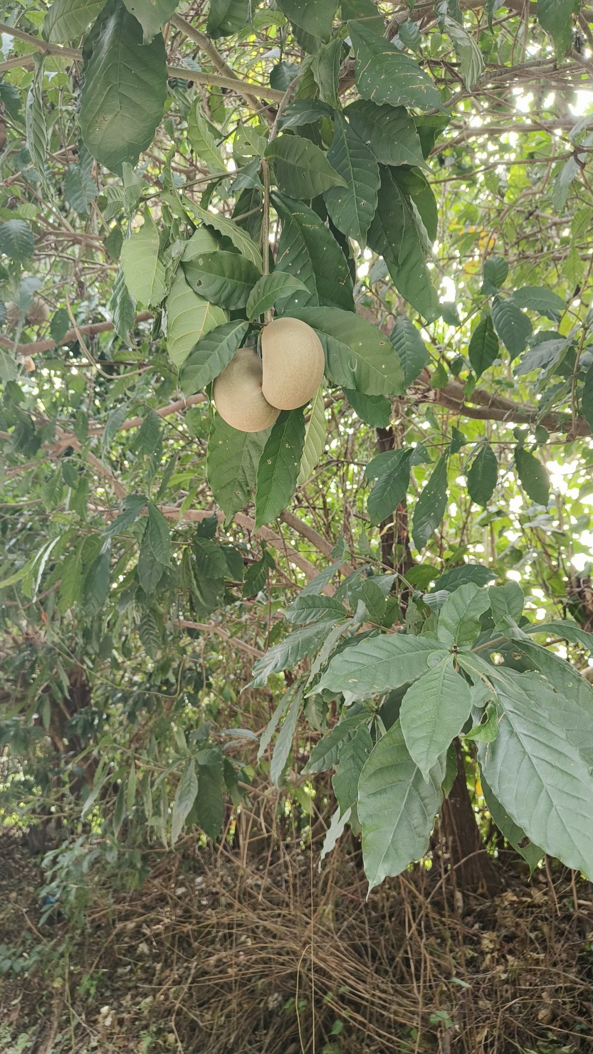 Nevím co je to za plod