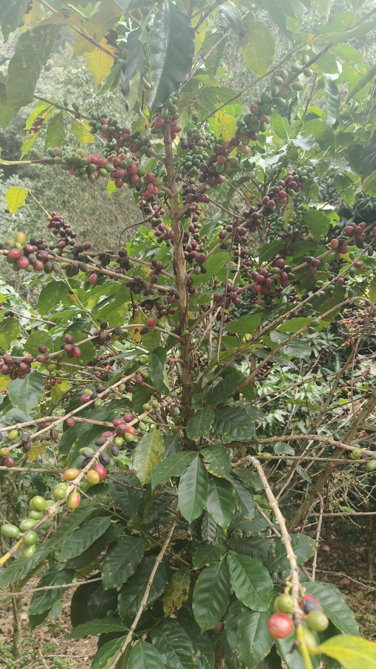 Někde v kopcích u Chorros de la Calera