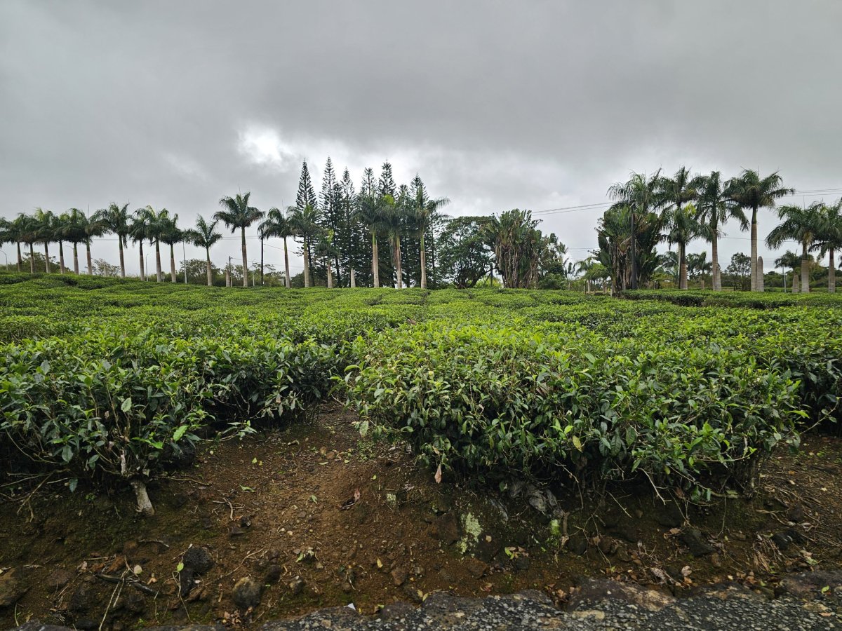 Čajová plantáž Bois Cheri