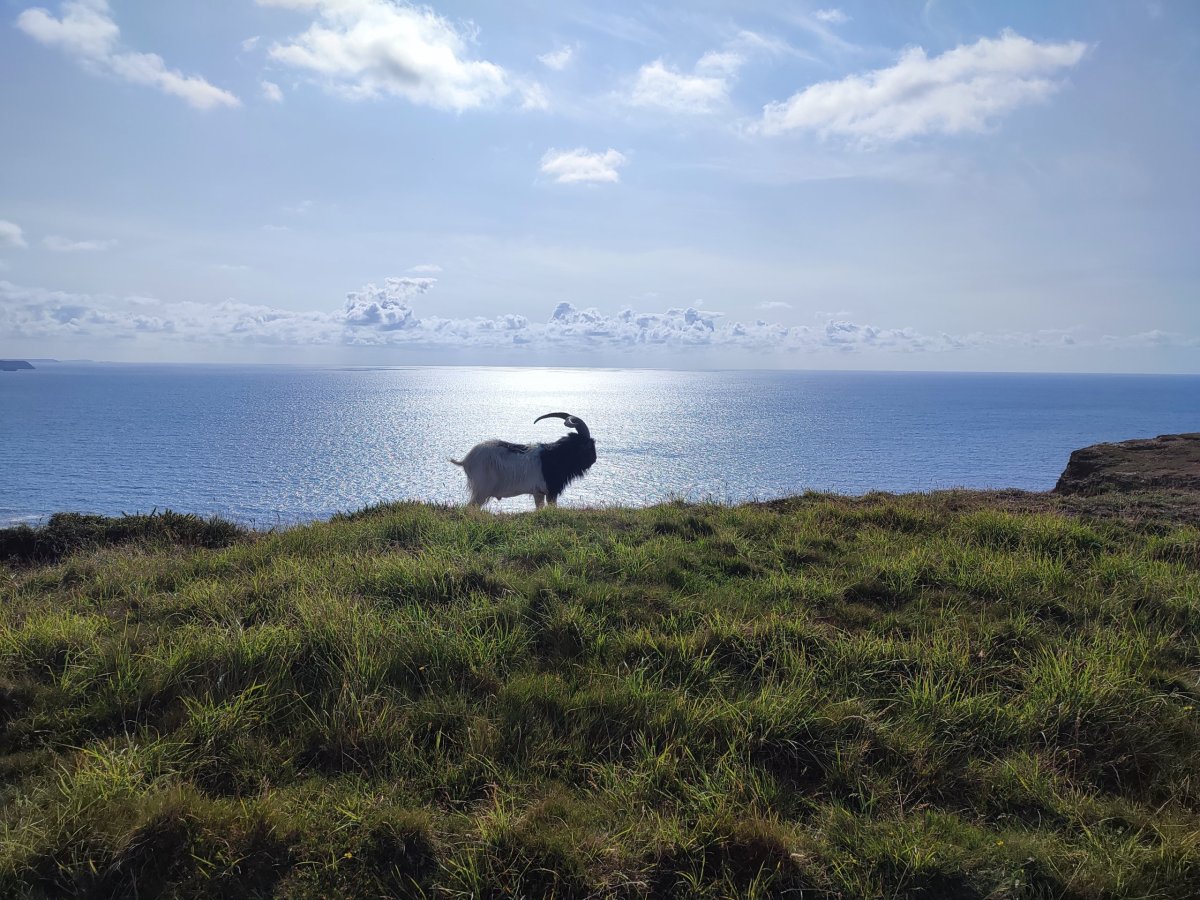 Pravděpodobně rohatá ovce - dohlíží na slušné chování turistů