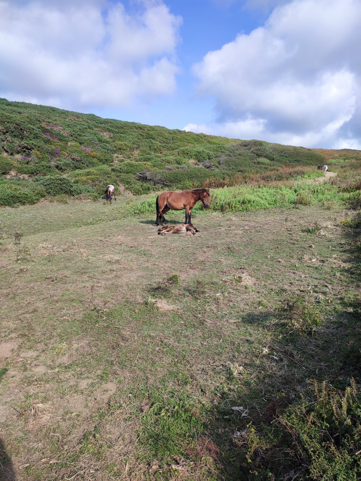 Jedno ze stád poníků