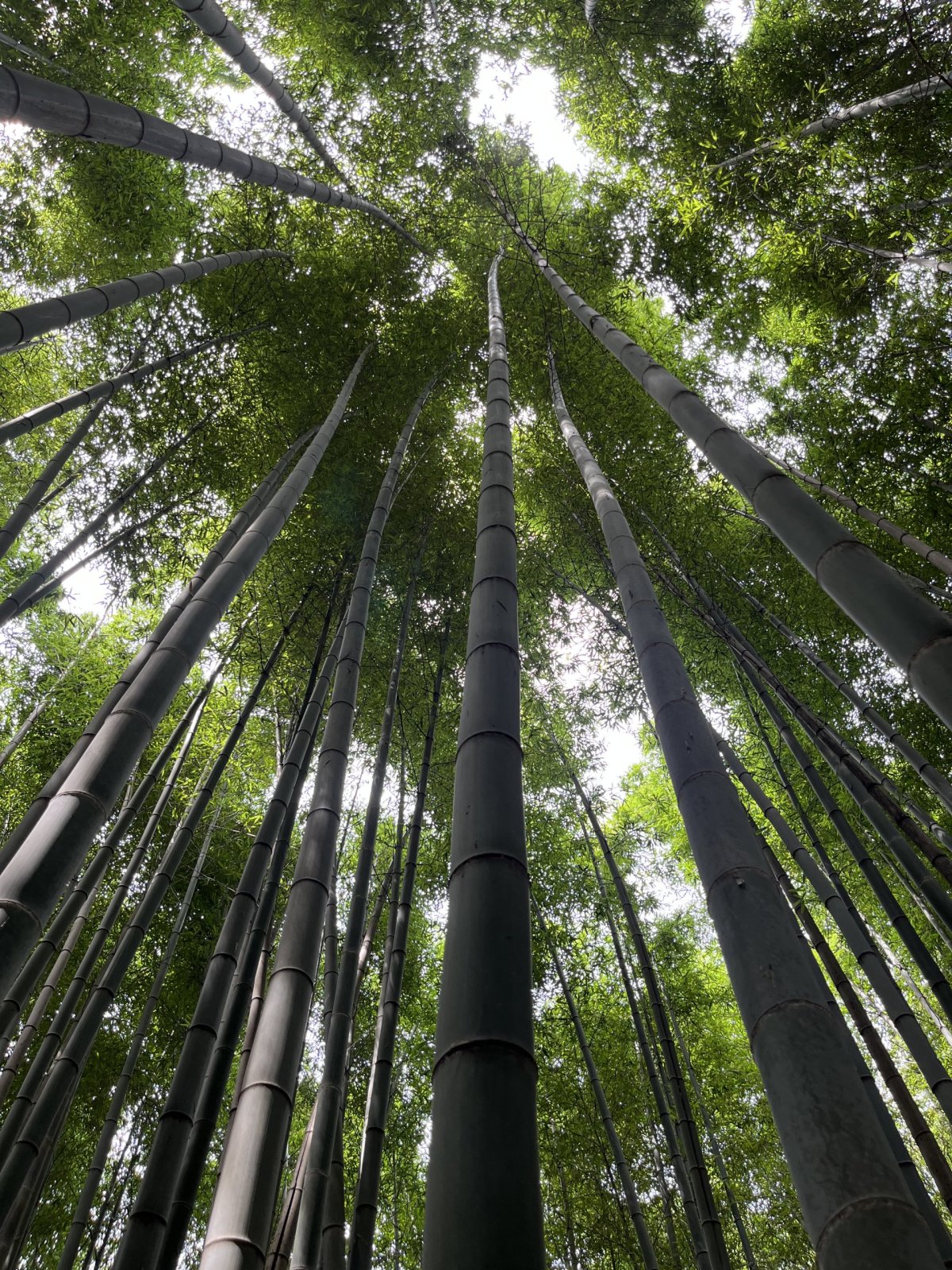 Bambusový les - pevnost Gochang