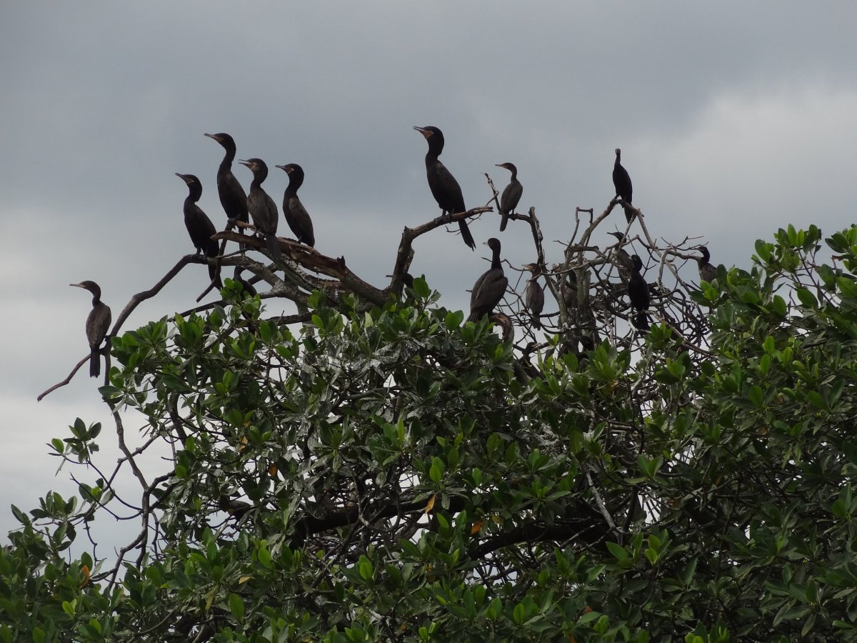 Obyvatelé ptačích ostrovů Rio Dulce