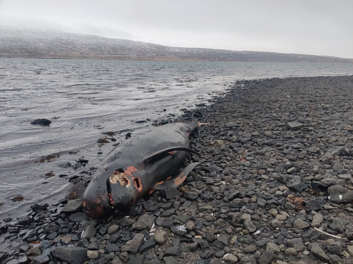 Podívejte, na co jsme narazili při cestě po Westfjordech!