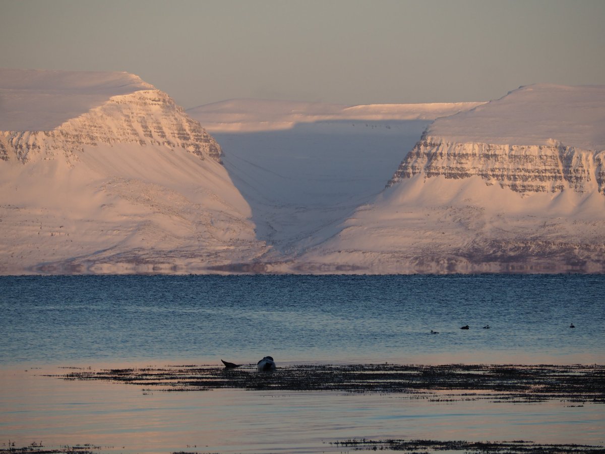 Vyhlídka na lachtany v Litlibær
