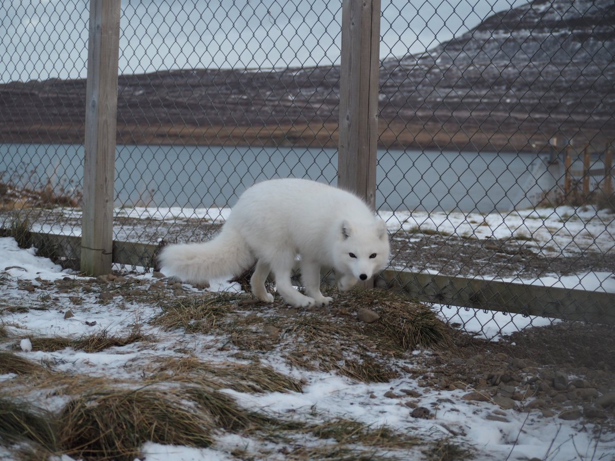 Arctic fox centre (škoda, že jsem ji neviděli volně v přírodě)