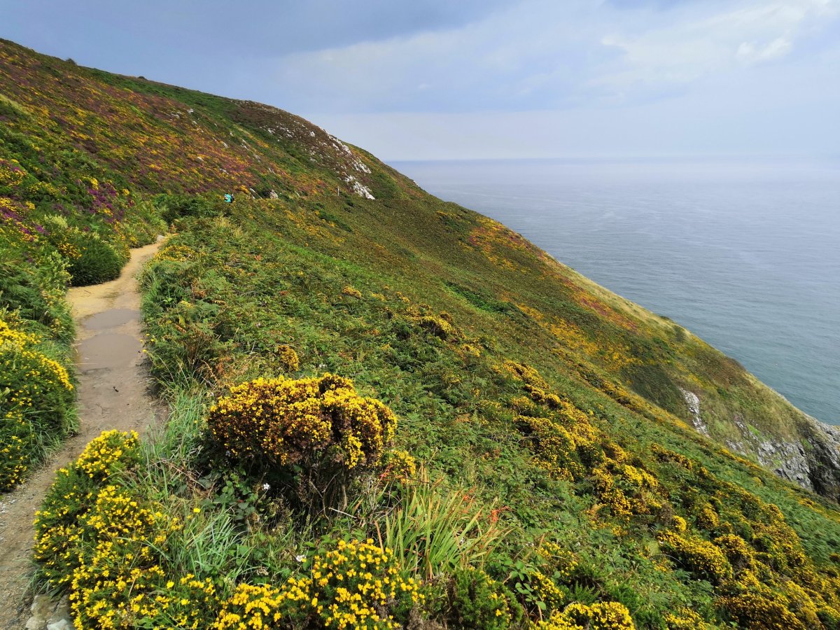 Stráně pokryté květy