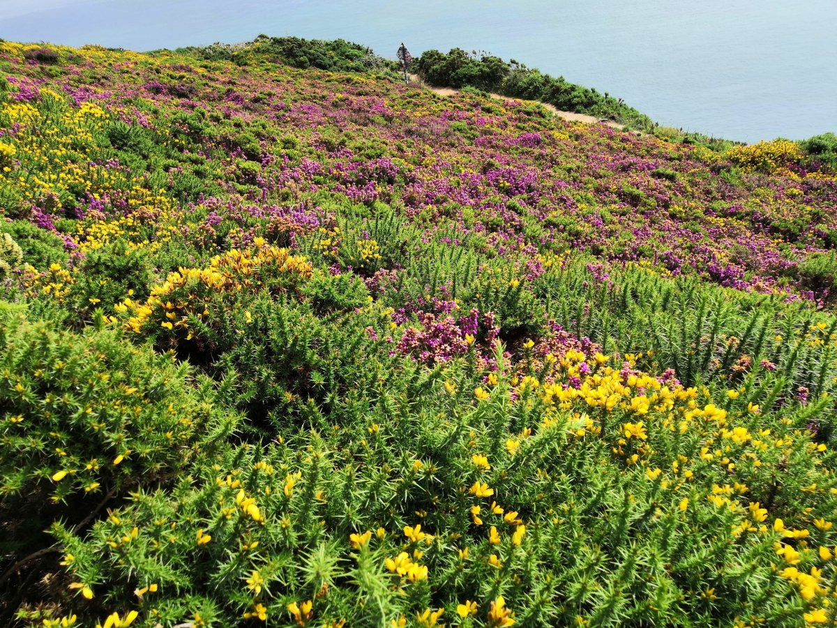 Stráně pokryté květy