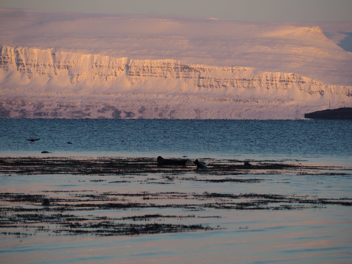 Vyhlídka na lachtany v Litlibær