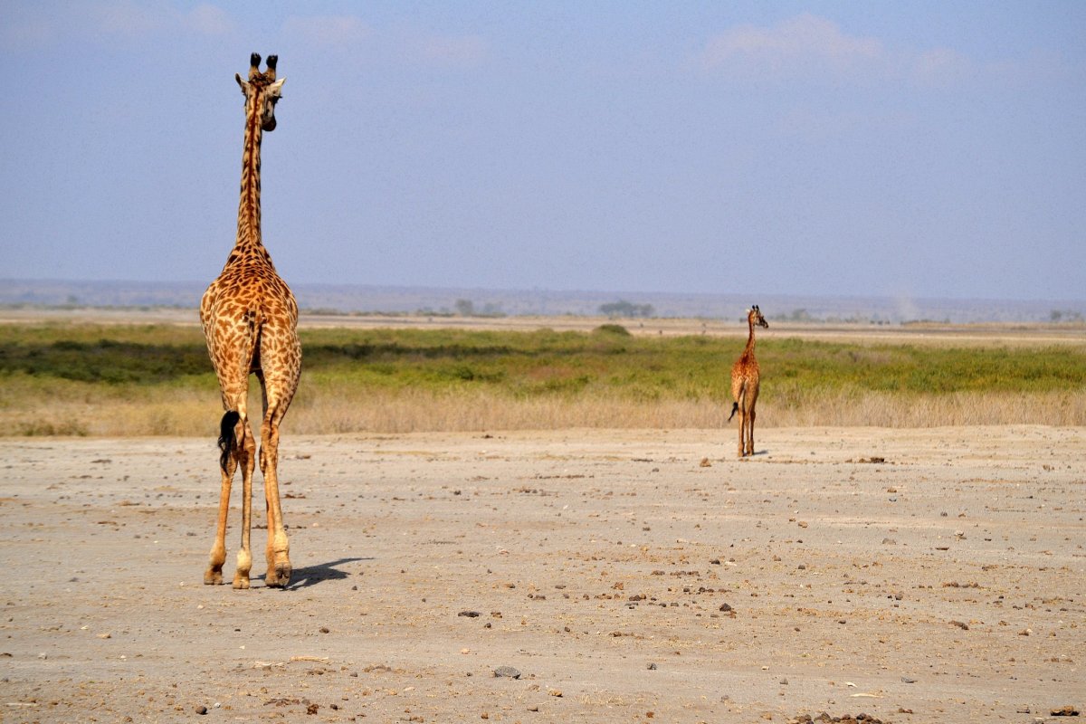 Masaiská žirafa