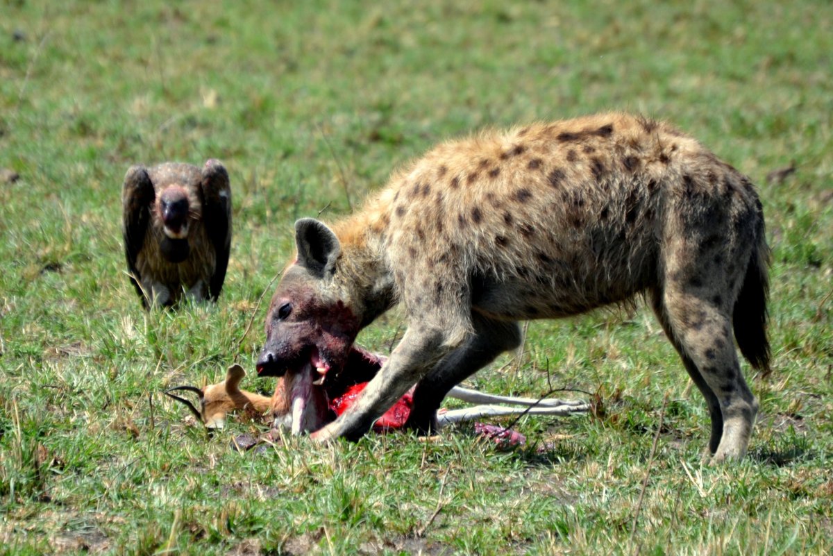 Hyena skvrnitá s gazelou a supem