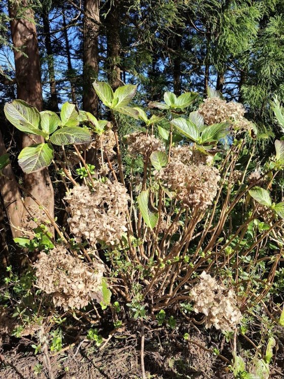 ty květy si představte modré