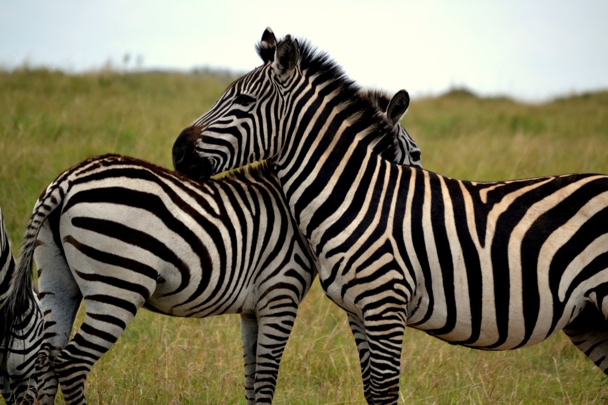 Common zebra