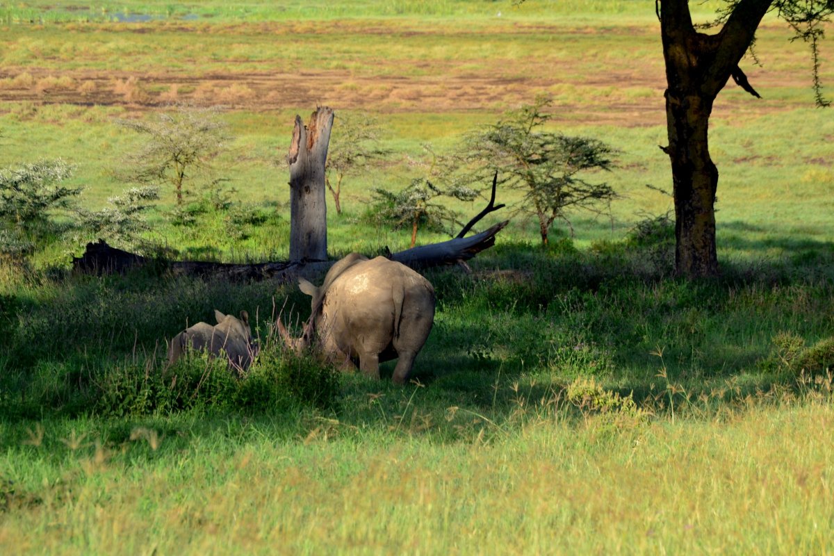 Nosorožec dvojrohý