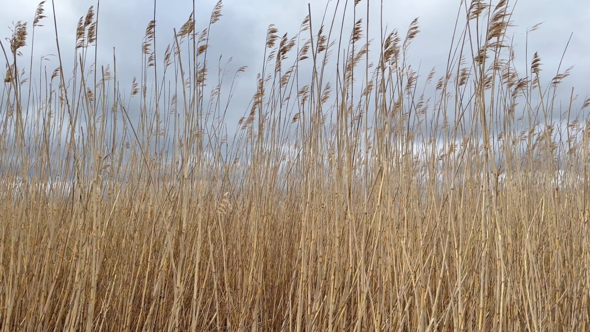 Hrad Tolsburg (Toolse)