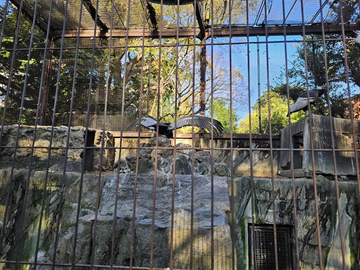 Supi v Ueno Zoo