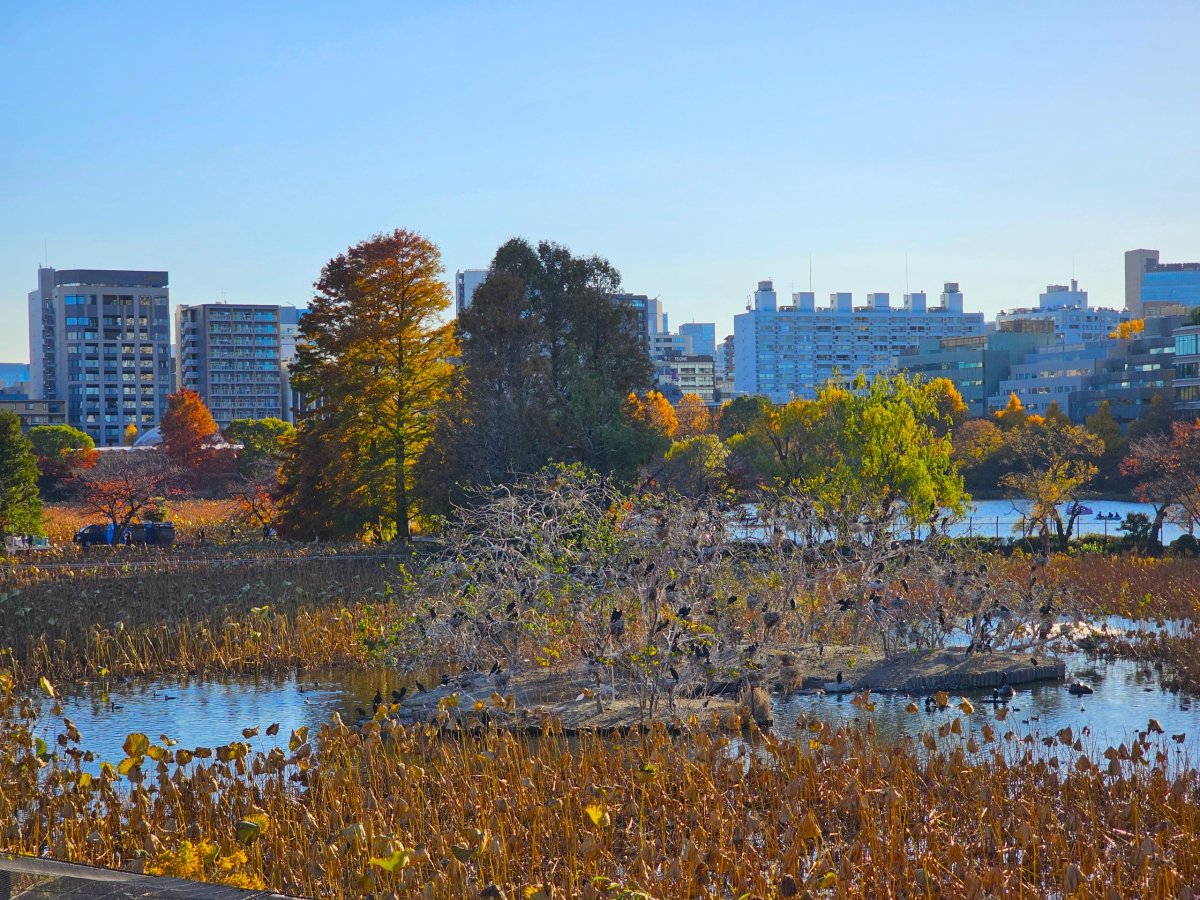 Ueno Park, Shinobazu Pond
