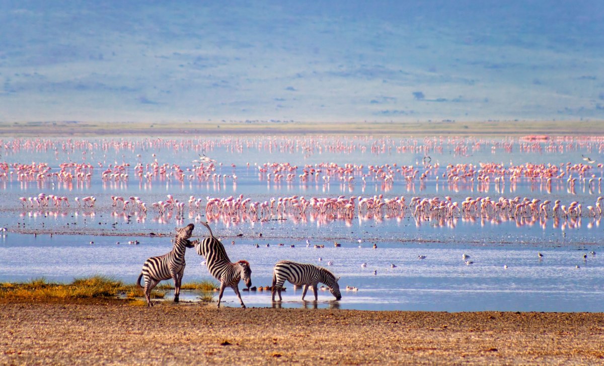 Ngorongoro