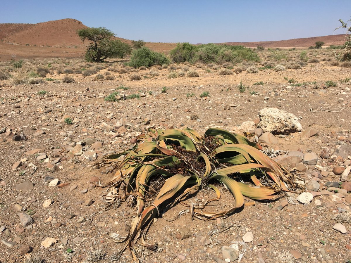 Welwitschie podivná