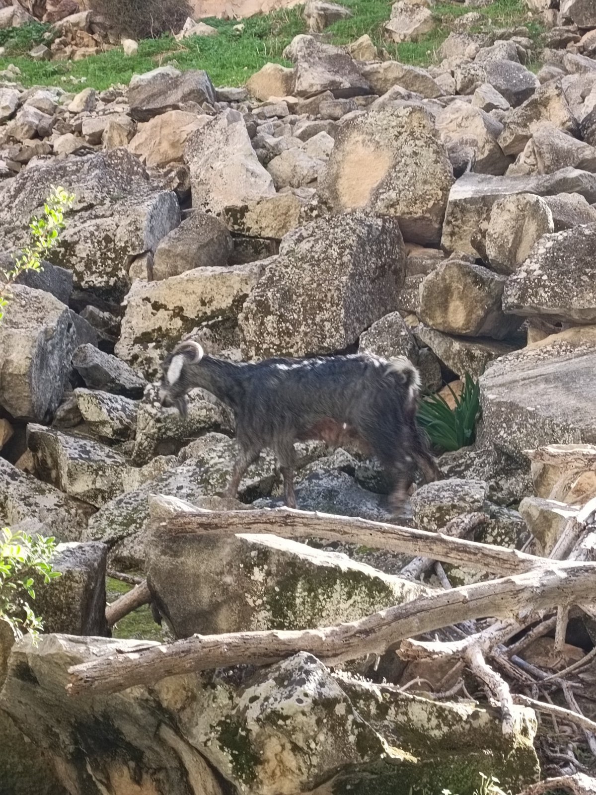 Zvířat jsme potkaly více.