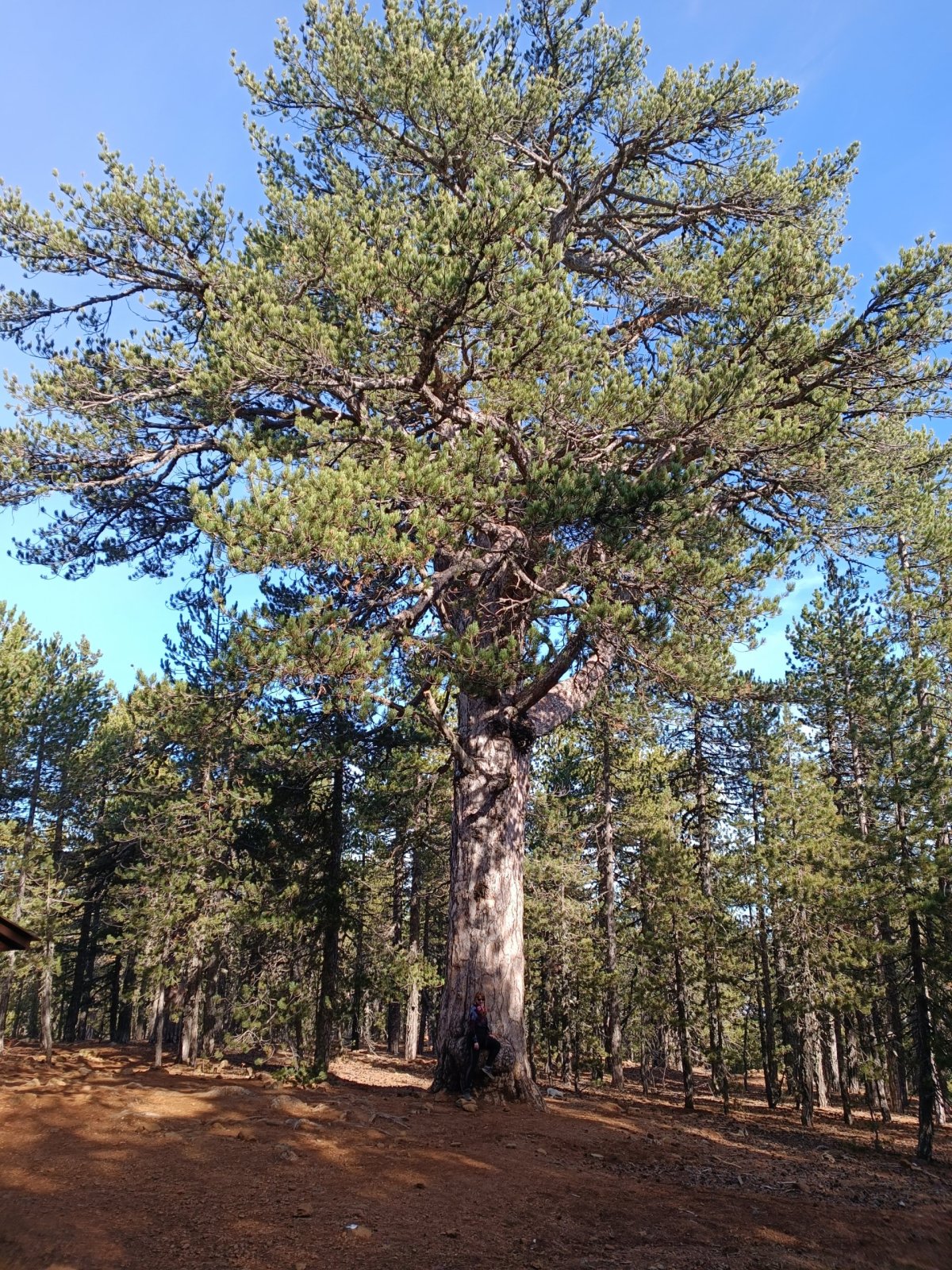 500 let stará pinie. Ta černá tečka u kmene jsem já. 