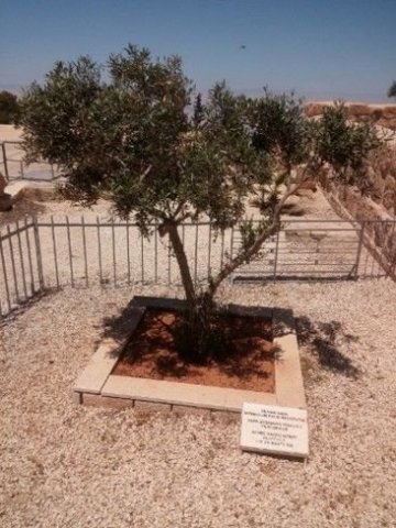 Papež Jan Pavel II. zde zasadil olivovník (Mt. Nebo)