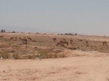 Velbloudi...ta samá cesta