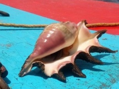 Náš úlovek- vrácen zpět