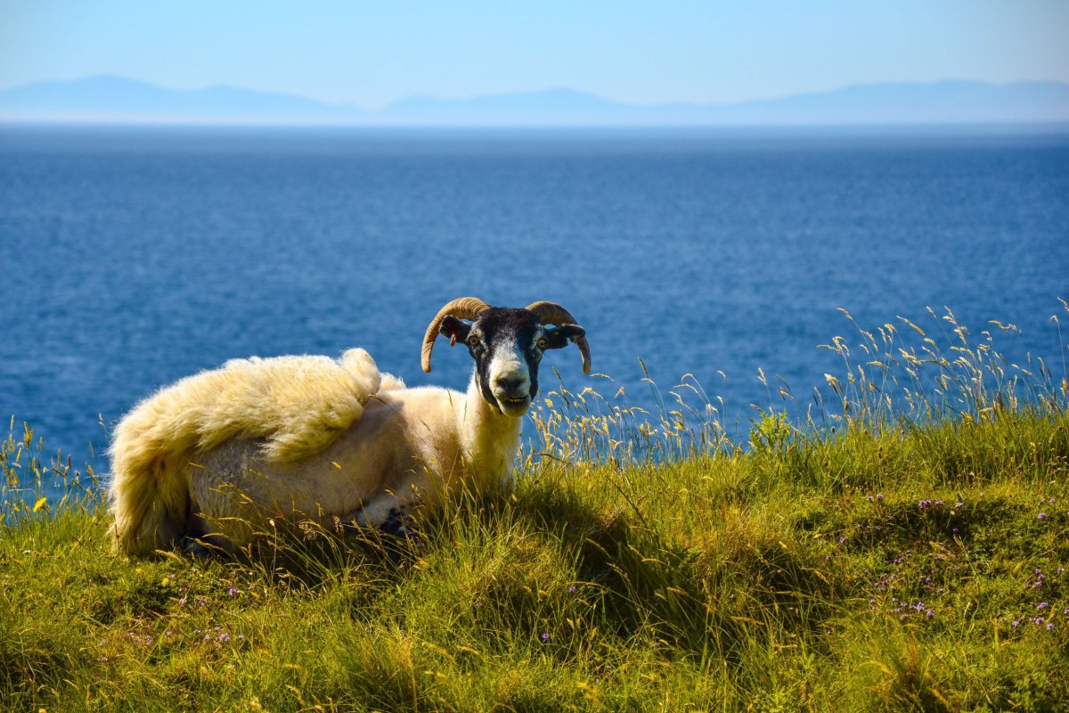 Jedna kamarádská ovce
