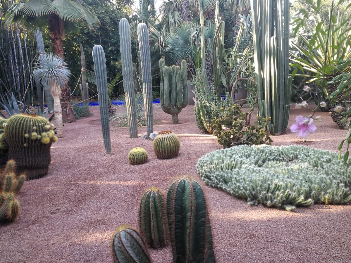 A také hodně kaktusů.