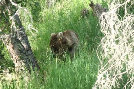 Zbadať medveďa v trávnatom poraste nemusí byť vždy jednoduché. Tento bol len pár metrov od nás.