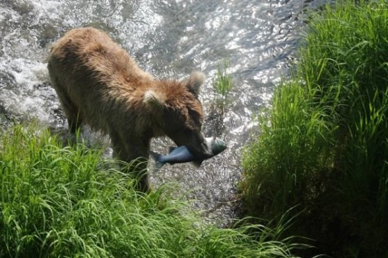 Už má svoj úlovok.